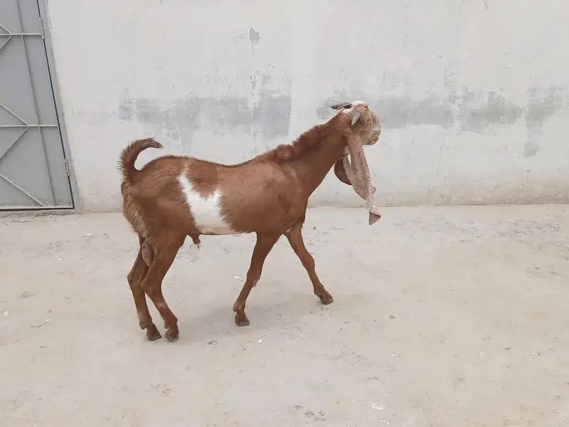 Bakra for sell — photo 2