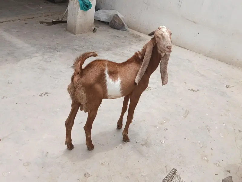 Bakra for sell — photo 3