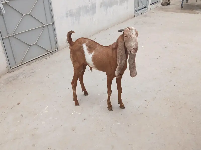Bakra for sell — photo 4