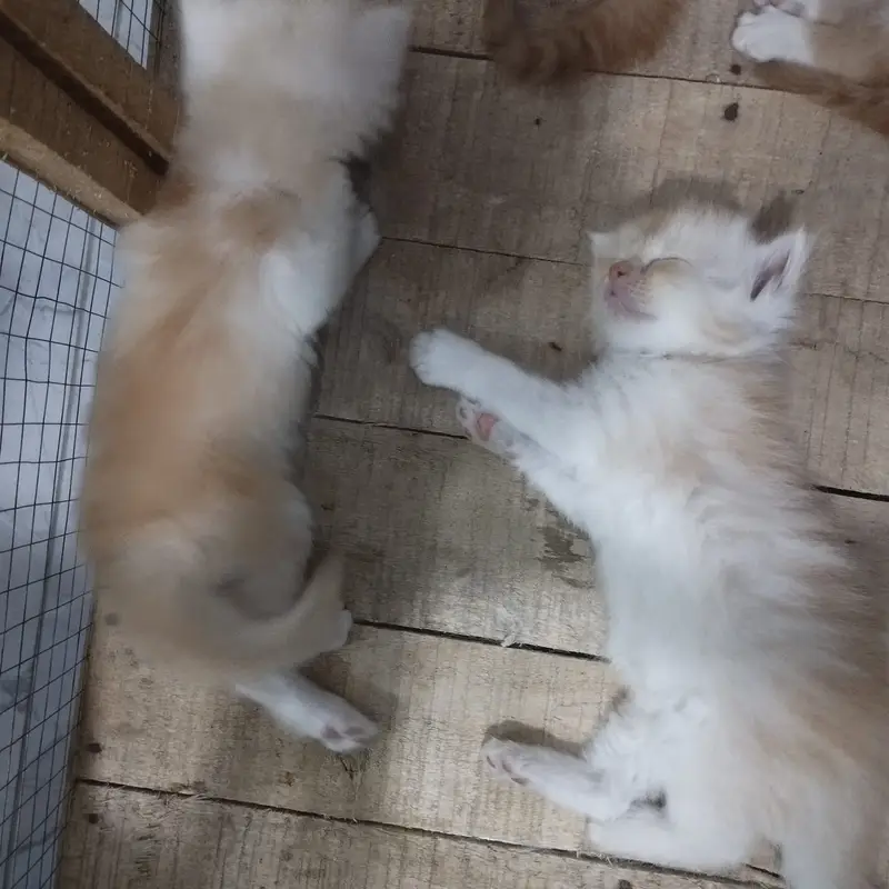 Cat for sale with kitten