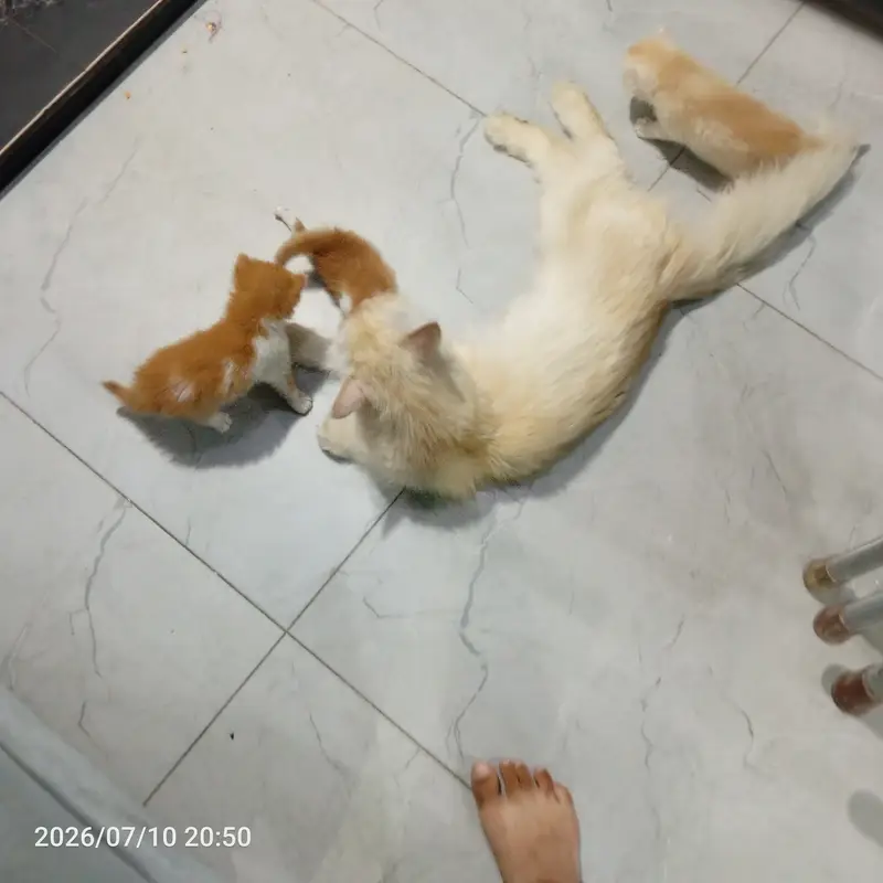Cat for sale with kitten — photo 2
