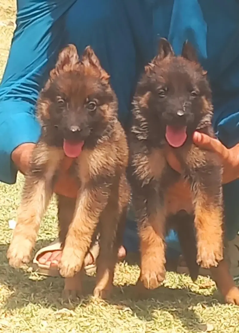 pure syeble shepherd long caot pair puppy healthy and active
