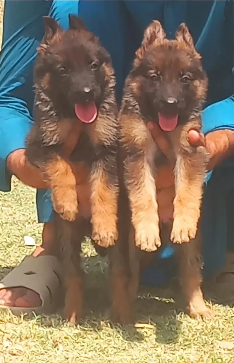 pure syeble shepherd long caot pair puppy healthy and active — photo 2