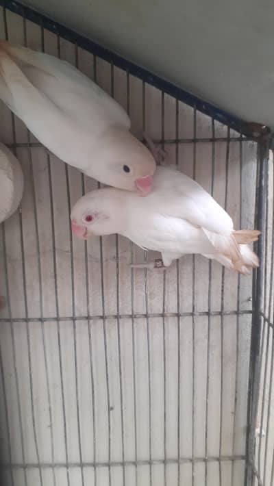 albino lovebird with cage for sale
