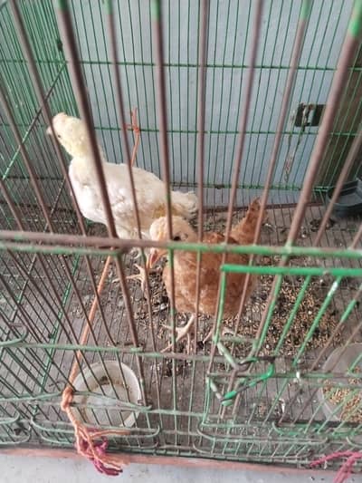 Chicks