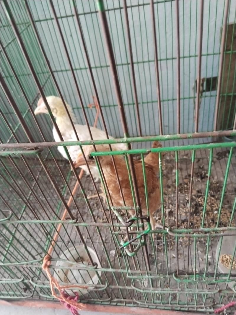 Chicks 1