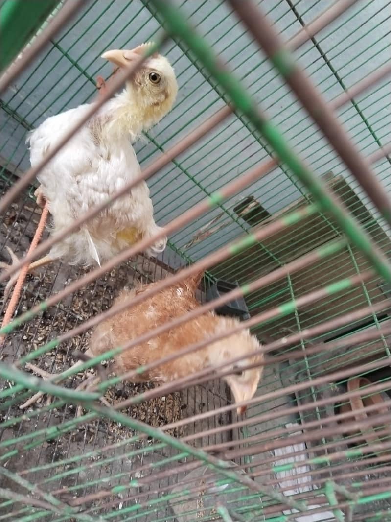 Chicks 2