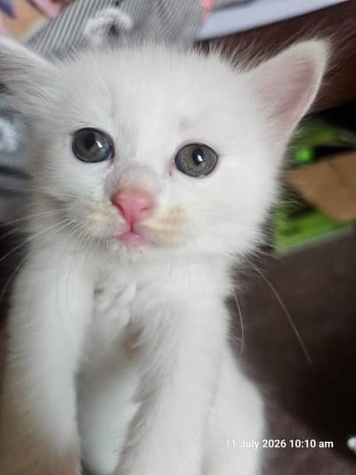 small catton for sale