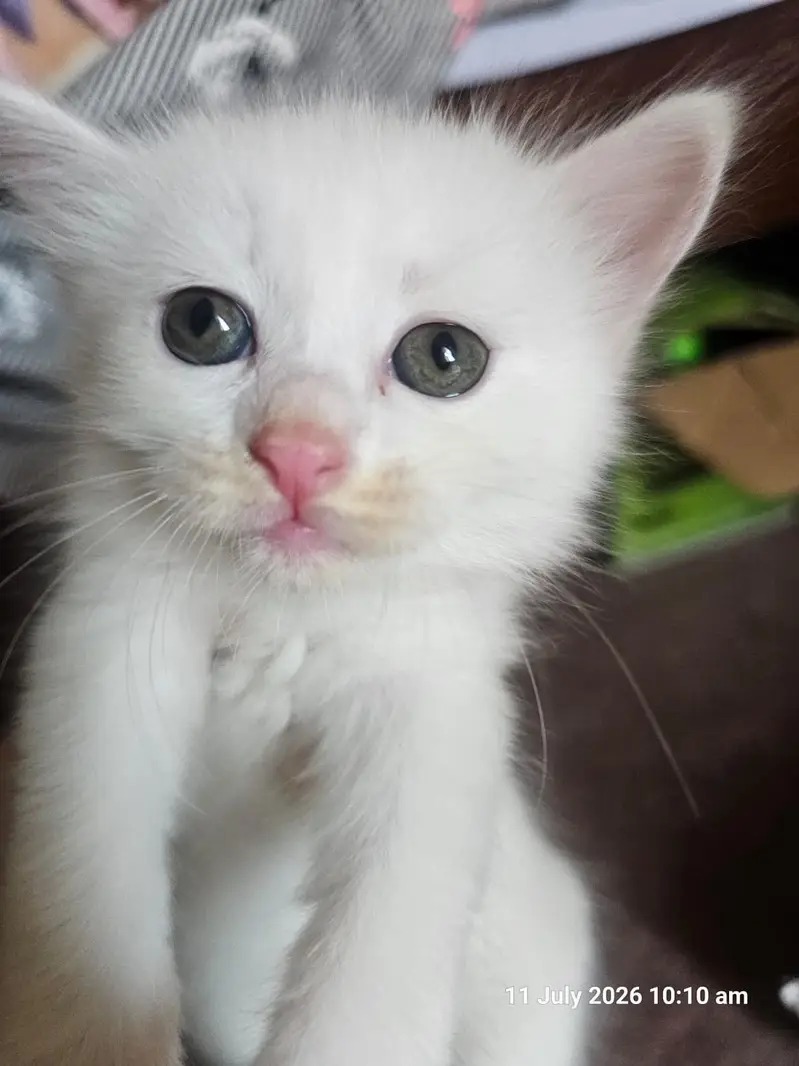 small catton for sale
