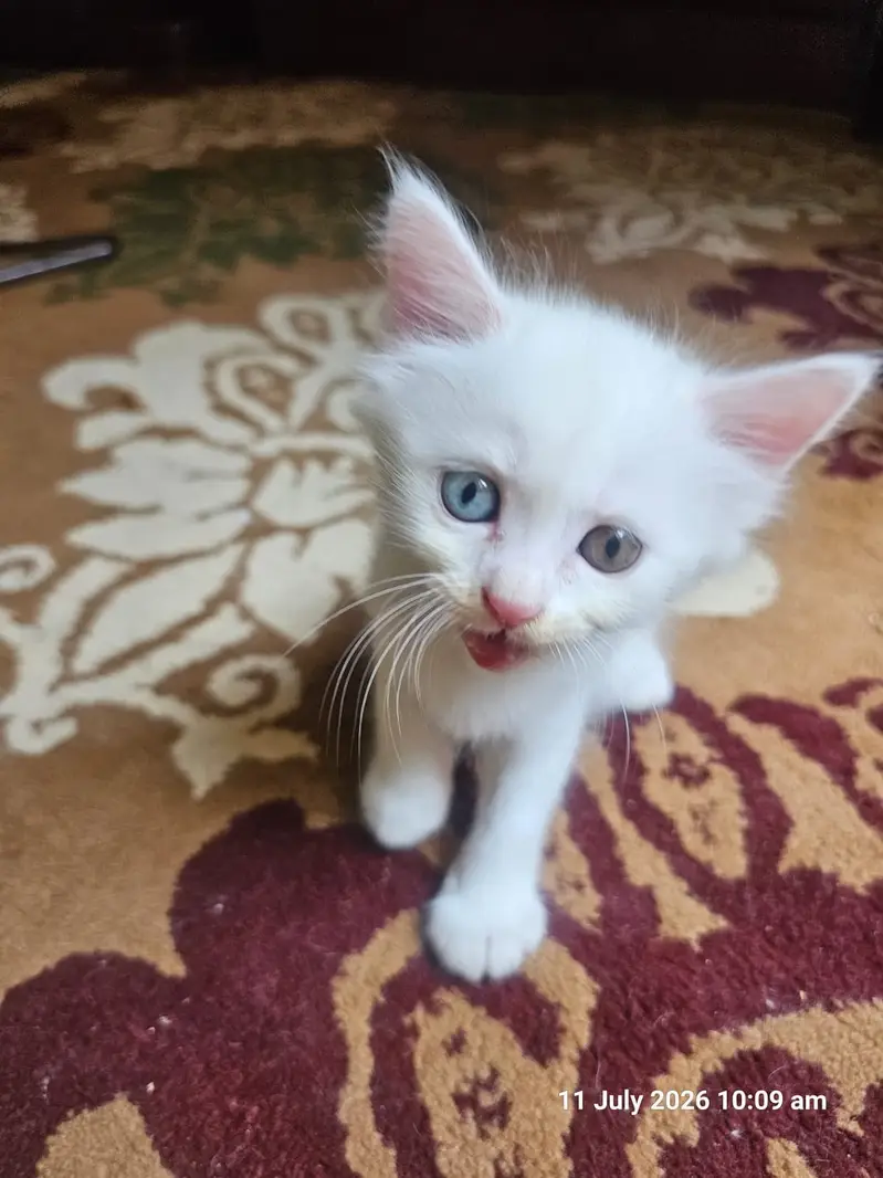 small catton for sale — photo 4