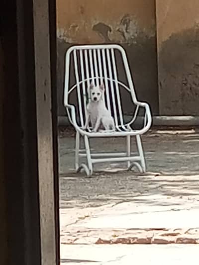 Russian Female Puppy