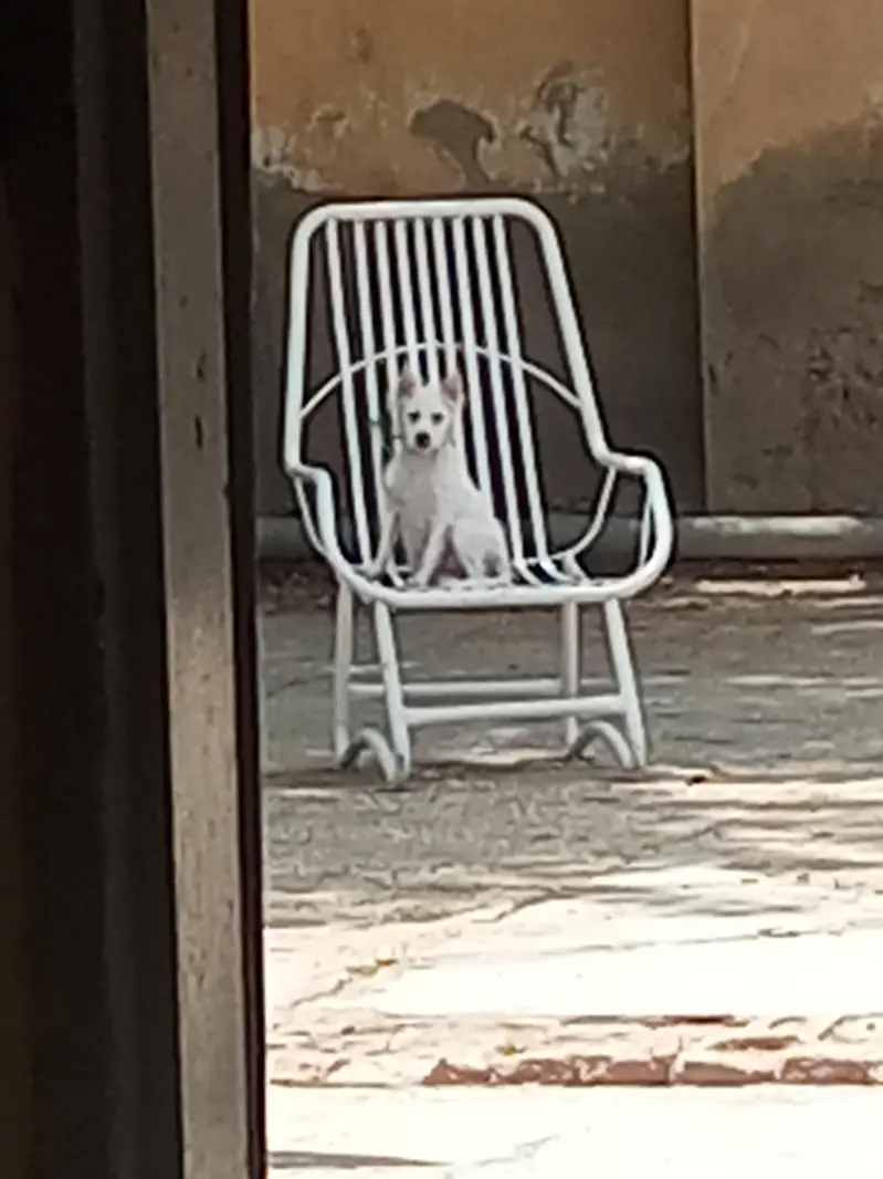 Russian Female Puppy