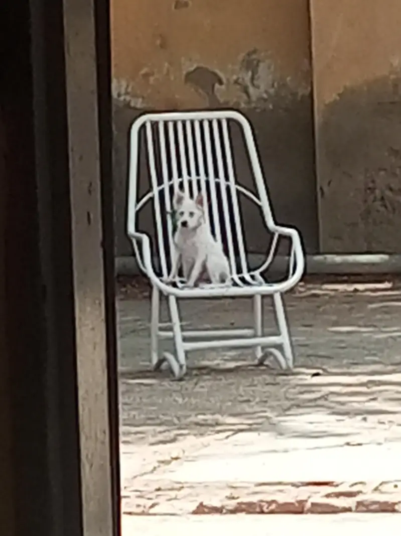 Russian Female Puppy — photo 2