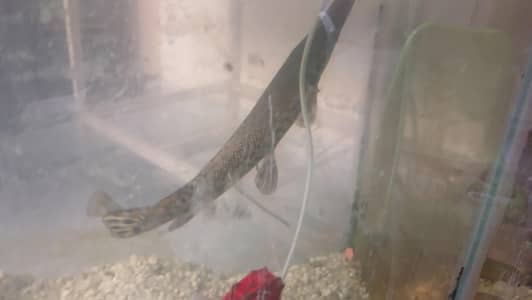 Elegatorgar Fish 1.6 inch