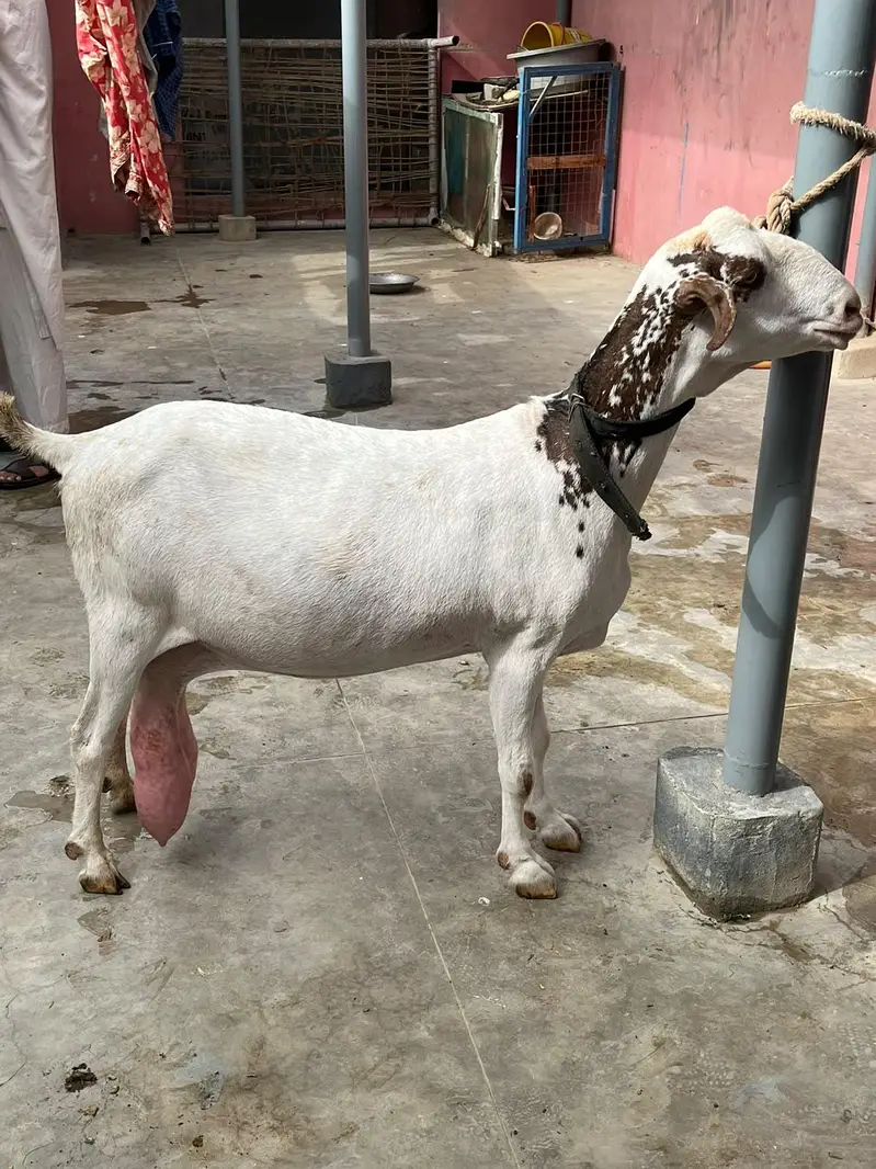 teddy bakri dooh wali