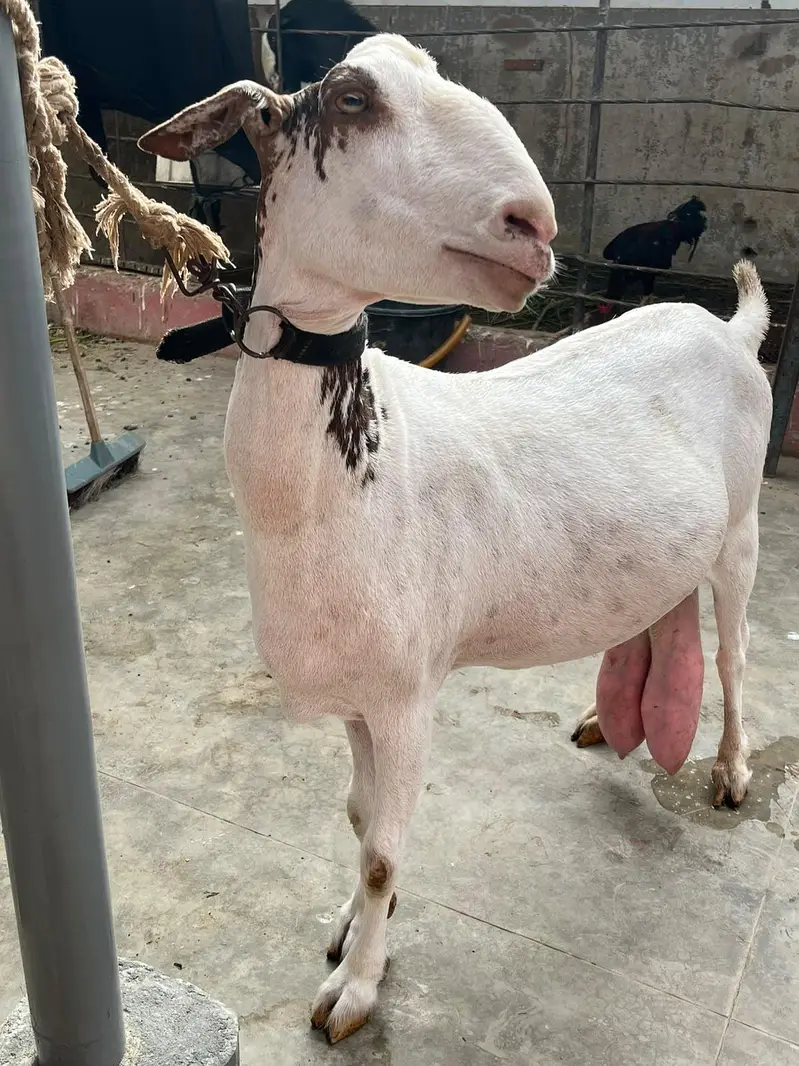 teddy bakri dooh wali — photo 2
