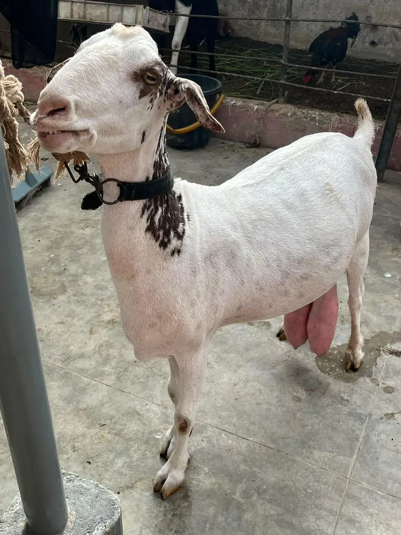 teddy bakri dooh wali — photo 3