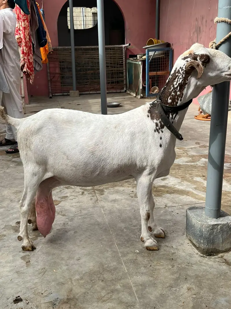teddy bakri dooh wali — photo 4