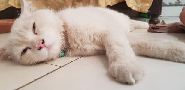 persian male cat