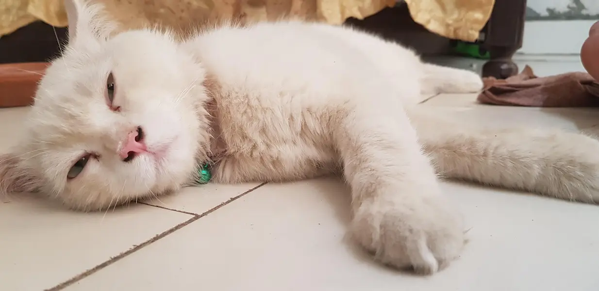 persian male cat