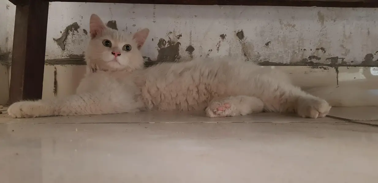 persian male cat — photo 2