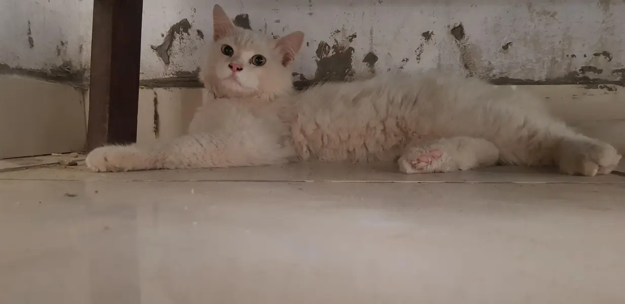 persian male cat — photo 3