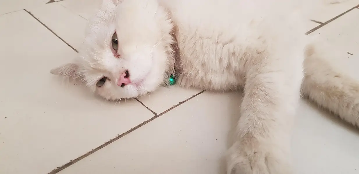 persian male cat — photo 4