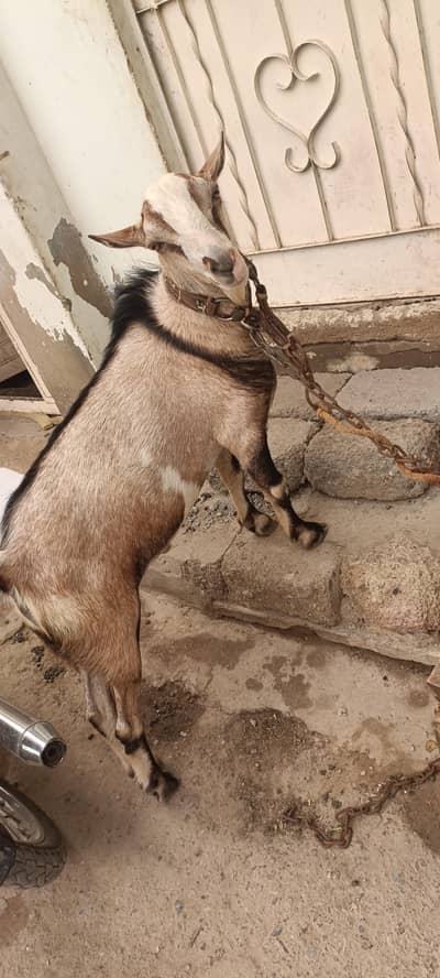 bakra