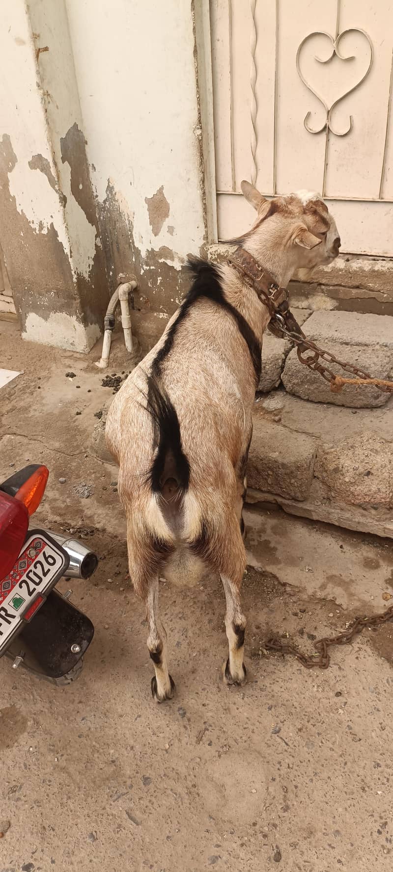 bakra 1