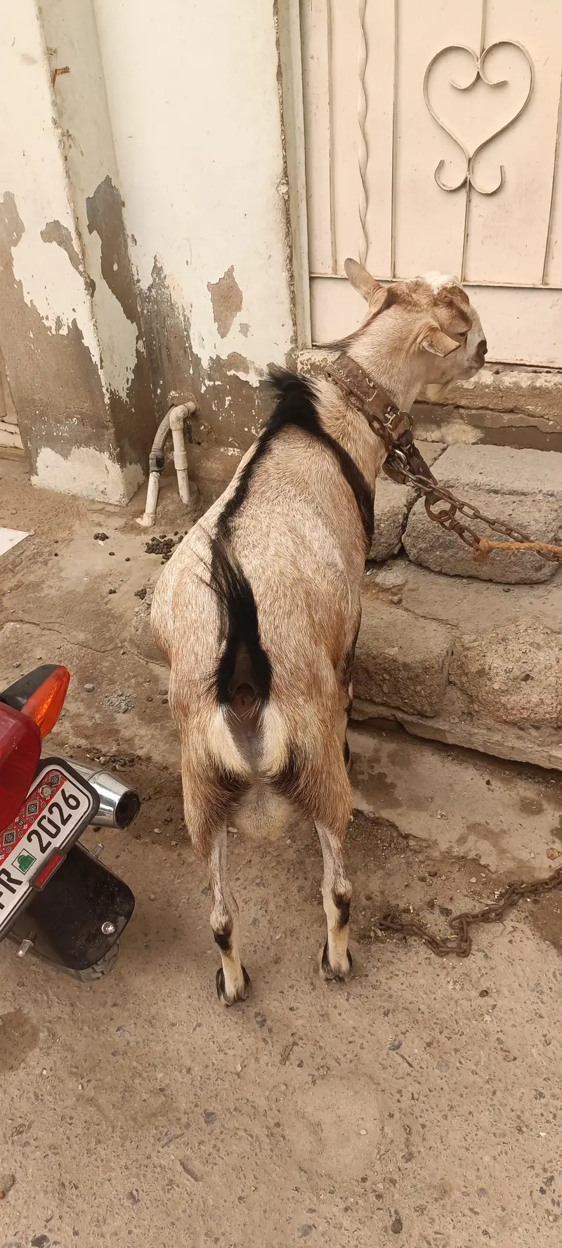 bakra — photo 2
