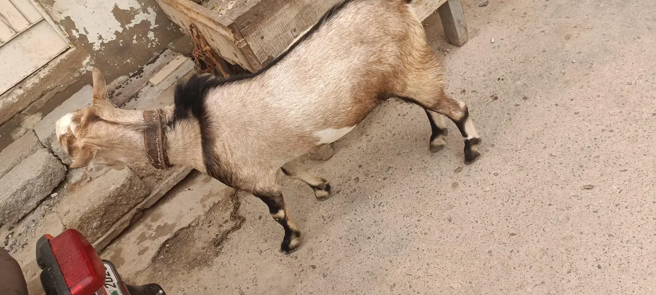 bakra — photo 3