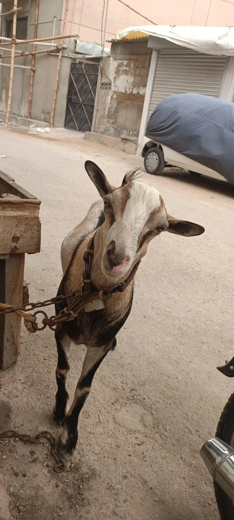 bakra — photo 4