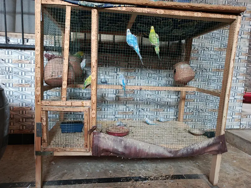 budgie breeder pairs with cage