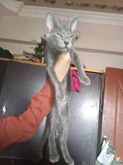 Russian Blue Cat