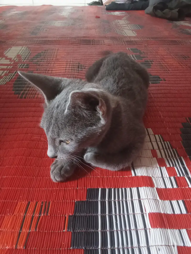 Russian Blue Cat — photo 2