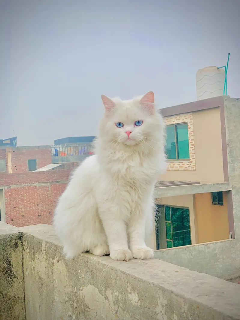 Beautiful Male White Persian Cat with Blue Eyes – Healthy & Fluffy