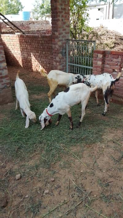 Goats 4 pic