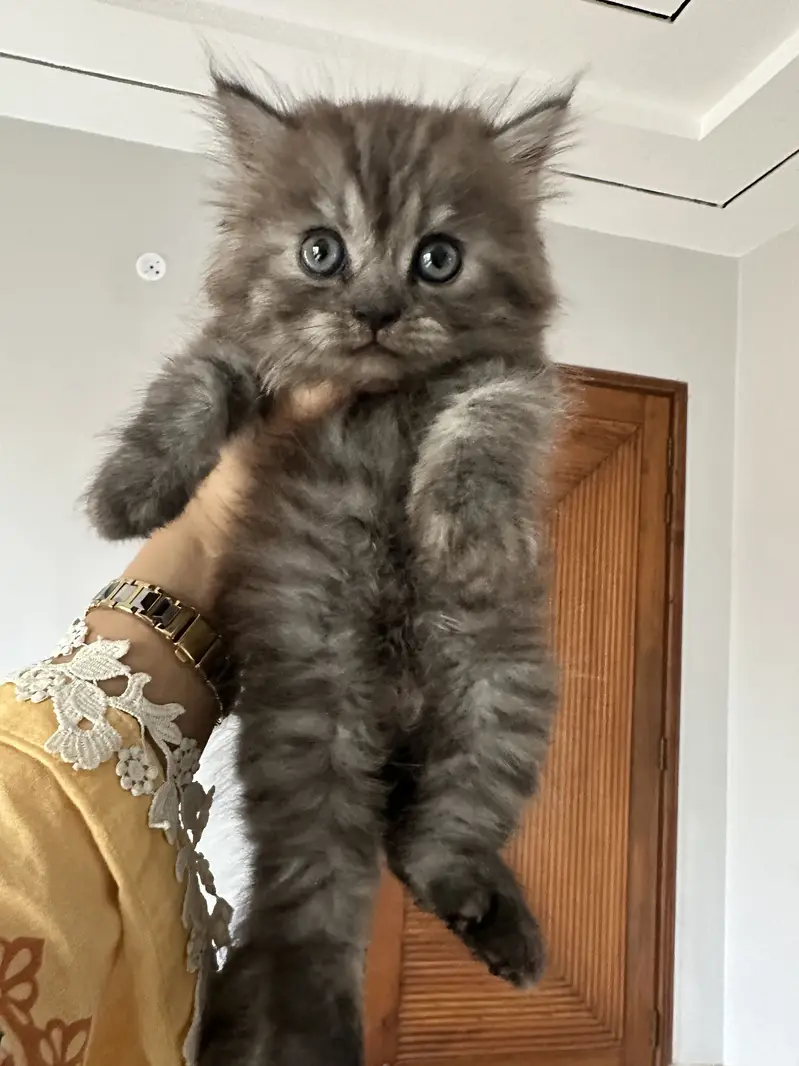 Male Kitten