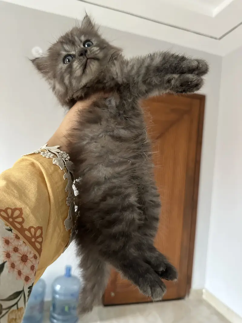 Male Kitten — photo 2