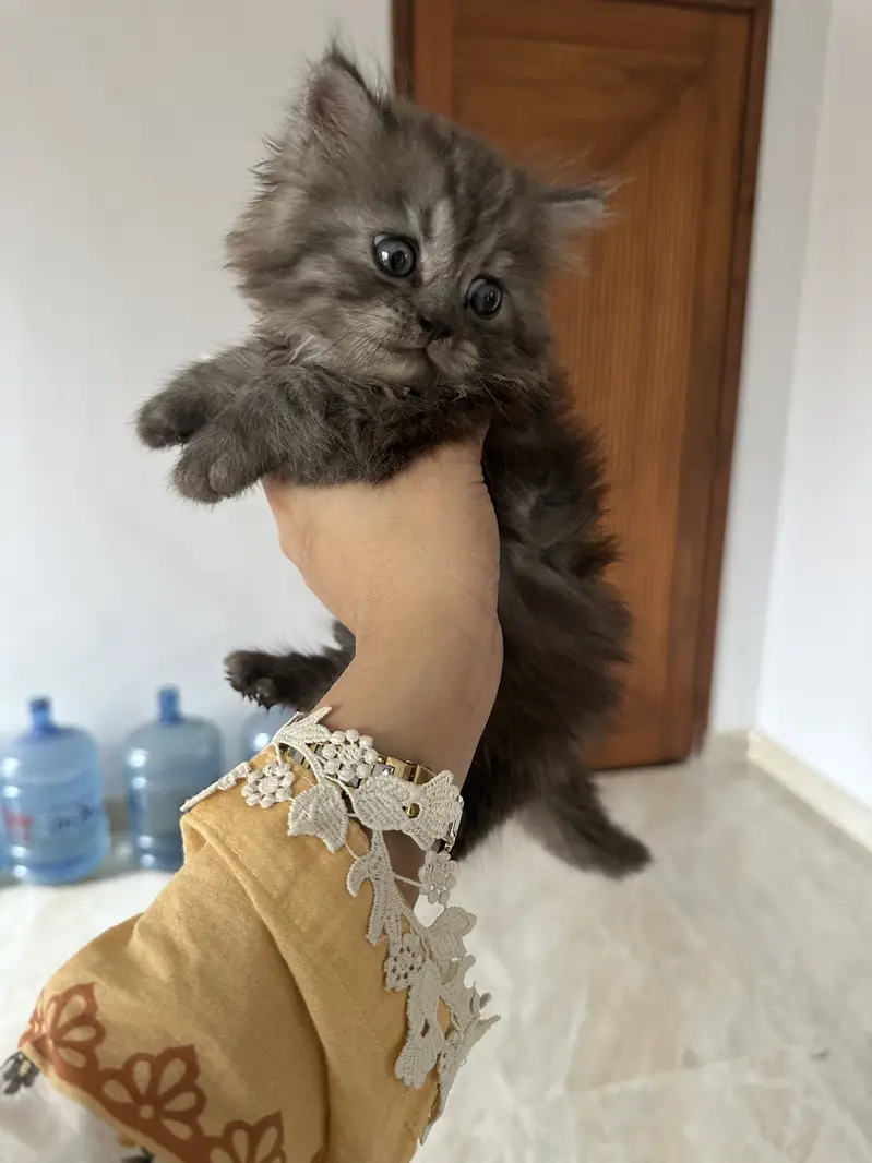 Male Kitten — photo 3