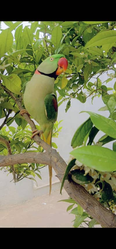 raw parrot male/kashmiri parrot