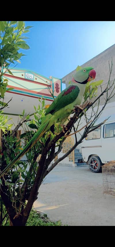 kashmiri raw parrot/raw parrot/hand tame/talking bird for sale