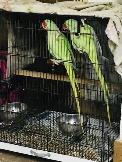 Healthy green raw parrots