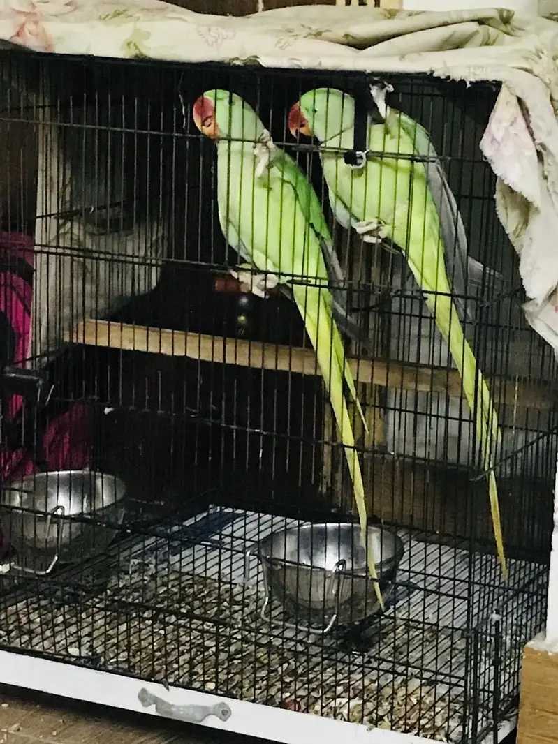 Healthy green raw parrots