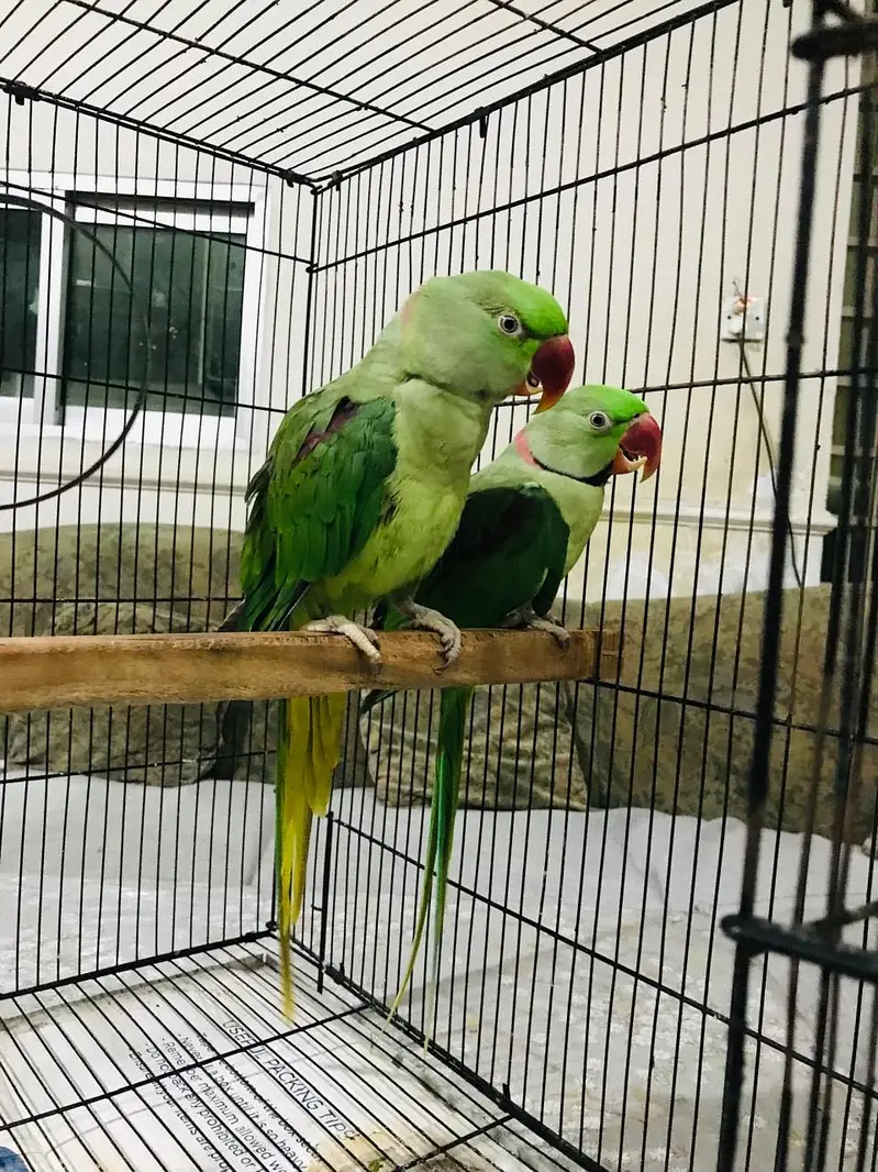 Healthy green raw parrots — photo 2