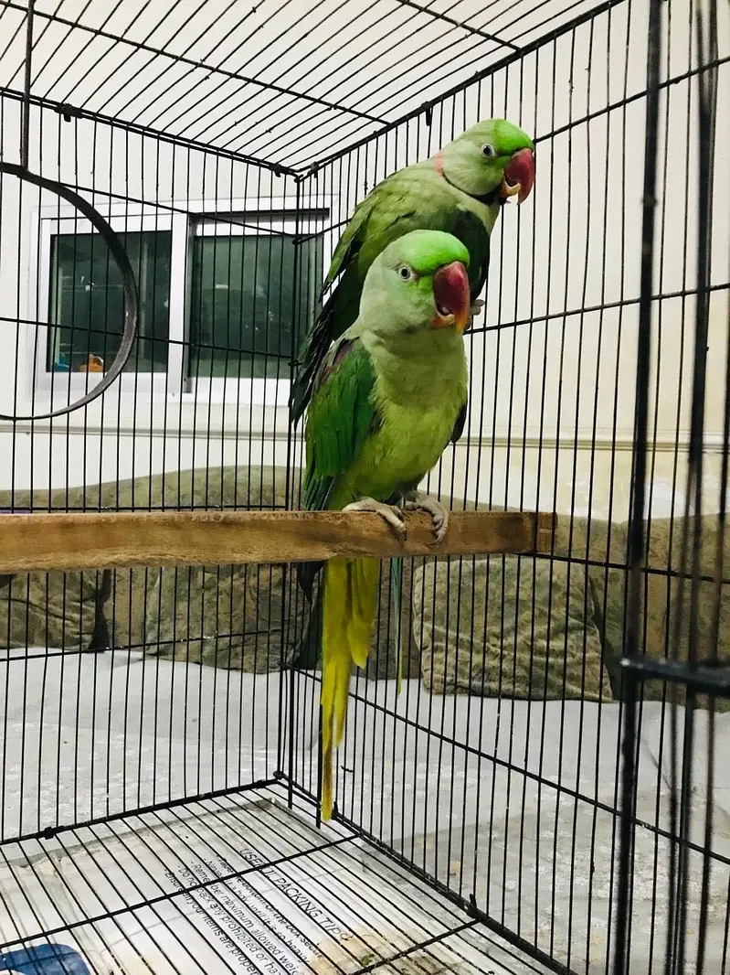 Healthy green raw parrots — photo 3