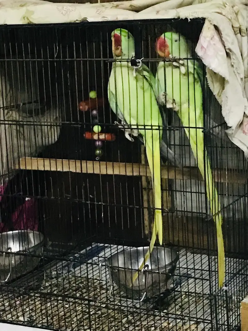 Healthy green raw parrots — photo 4