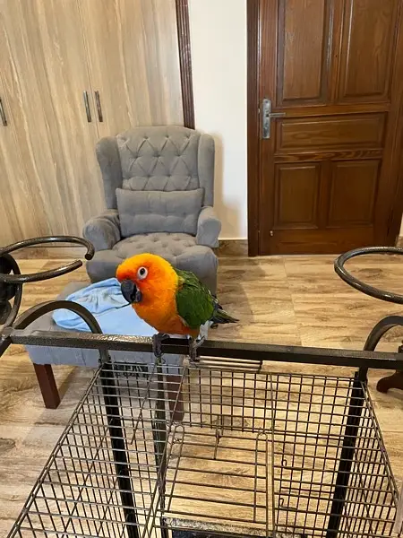 Jenday Conure