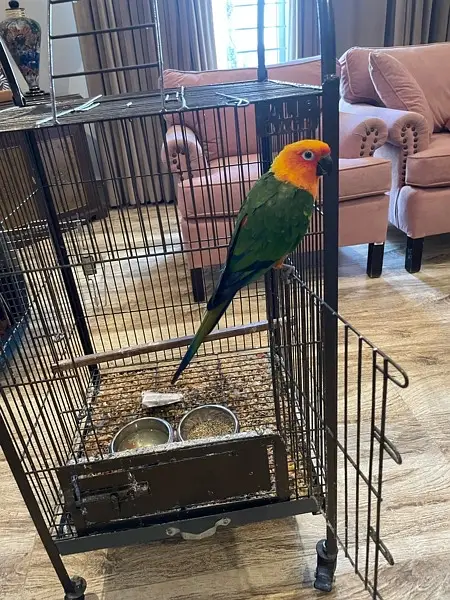 Jenday Conure — photo 2