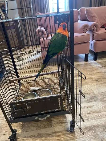 Jenday Conure — photo 3